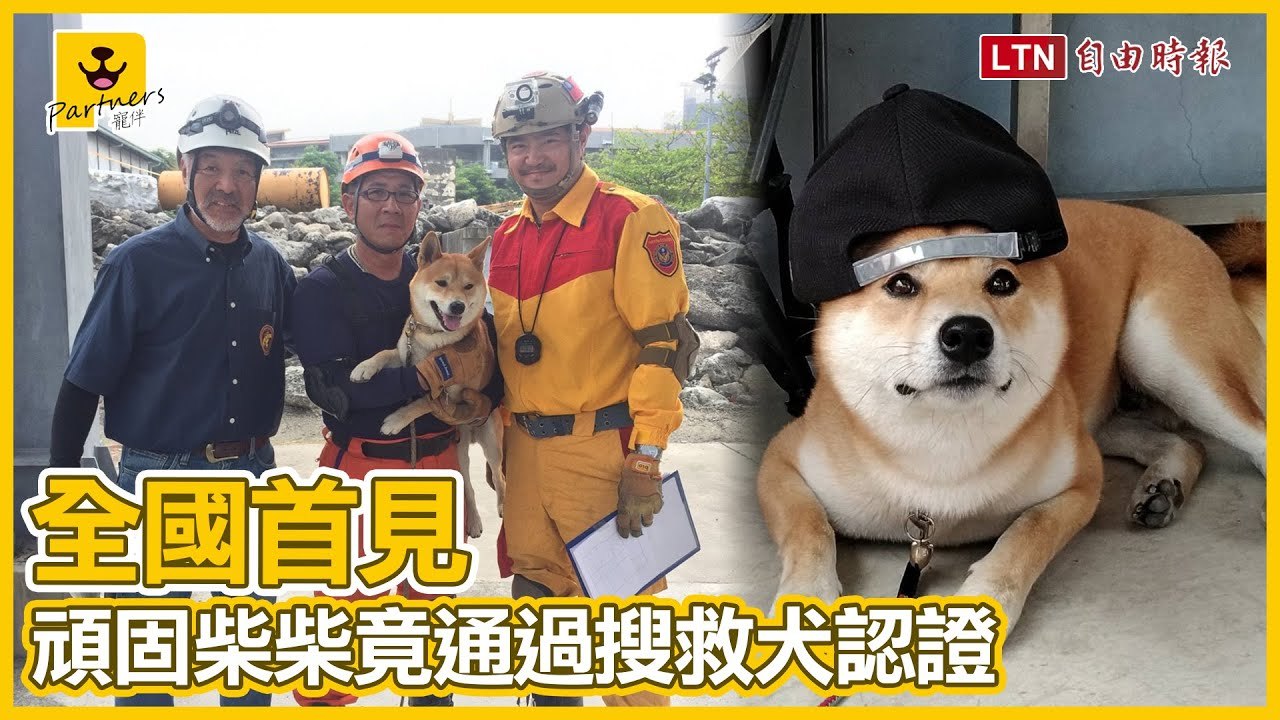 頑固柴柴居然通過「國際搜救犬認證」！